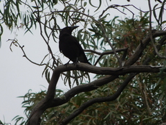 Strepera versicolor melanoptera