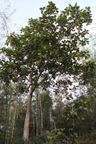 Artocarpus sericicarpus, photograph 1
