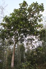 Artocarpus sericicarpus, photograph (c) Fabian Brambach, some rights reserved (CC BY)