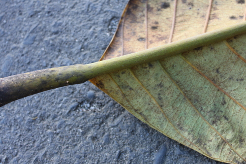 Artocarpus sericicarpus, photograph 2