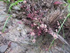 Crassula pubescens