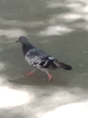 Columba livia domestica