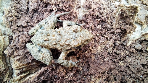 Common Paddy Field Frog