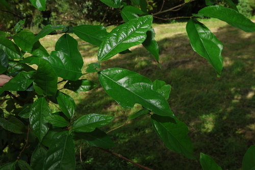 Image of Ficus fraseri by (c) Greg Tasney, some rights reserved (CC BY-SA)