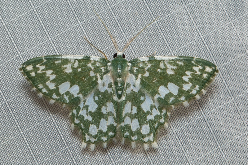 Berta albiplaga