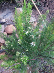 Erica caffra caffra