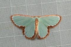 Comostola turgescens