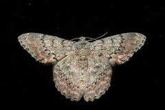 Pingasa rubimontana