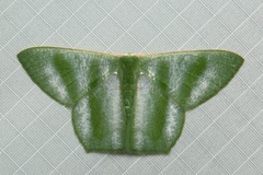 Thalassodes viridifascia