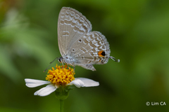 Catochrysops panormus exiguus