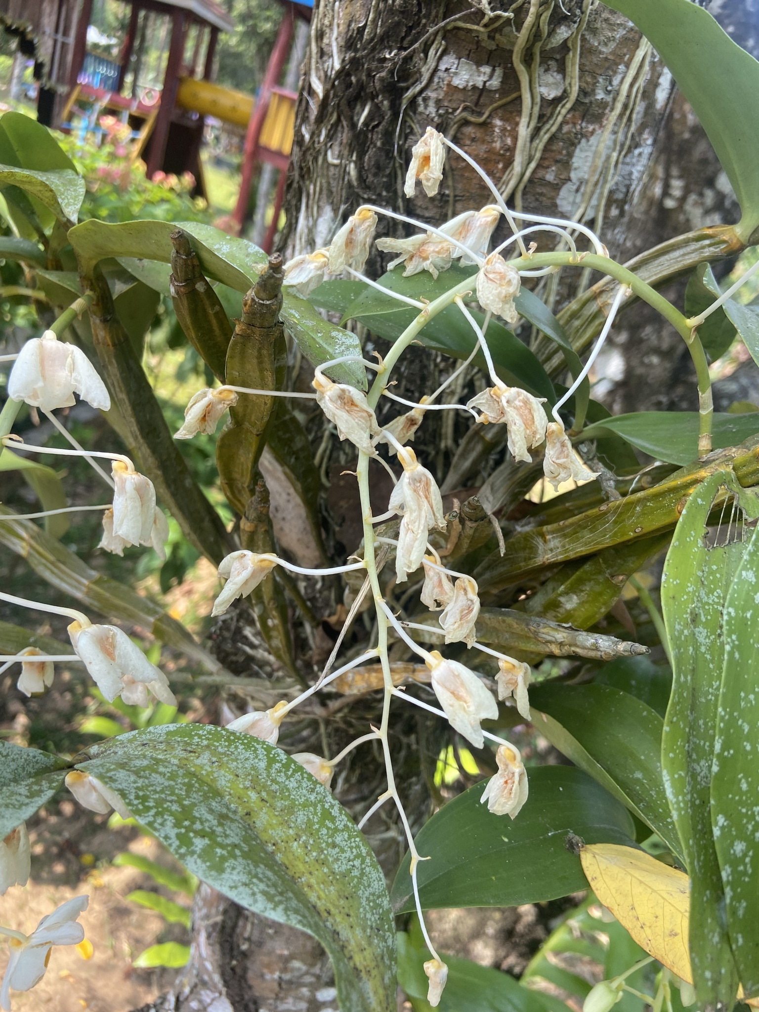 Dendrobium farmeri — ảnh 3