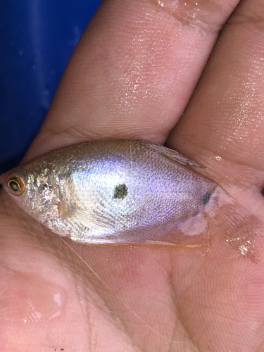 Three Spot Gourami