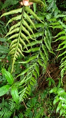 Asplenium wrightii