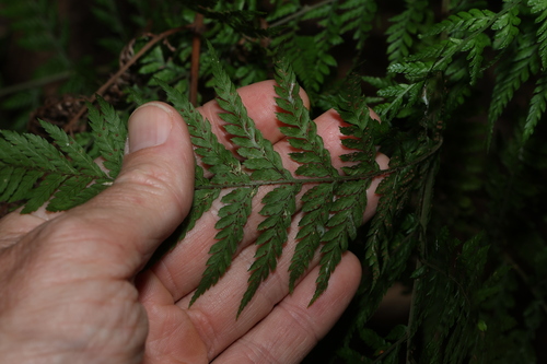 Image of Lastreopsis decomposita by (c) Greg Tasney, some rights reserved (CC BY-SA)