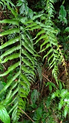 Asplenium wrightii