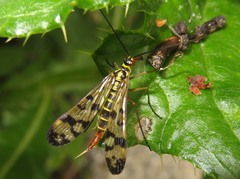 Panorpa vulgaris