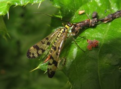 Panorpa vulgaris