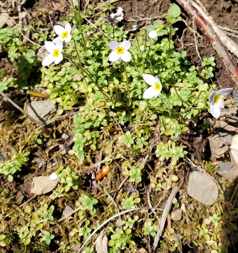 Image of Thyme-Leaved Bluet (Houstonia serpyllifolia) by no rights reserved