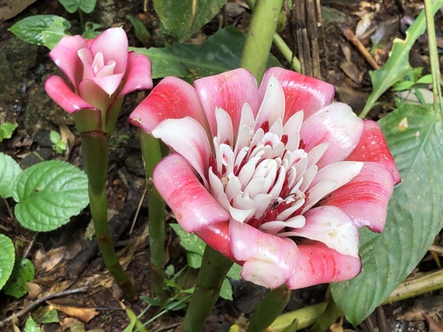 Etlingera venusta, 2025-04-09