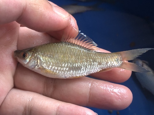 Hard-lipped Barb