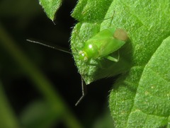 Lygocoris pabulinus