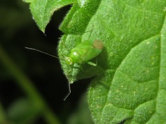 Lygocoris pabulinus