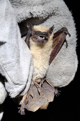 Horn-skinned Serotine (Cnephaeus floweri) — Data Deficient Mammalia