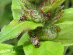 Nanophyes marmoratus