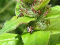 Nanophyes marmoratus