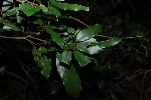 Image of Argyrodendron trifoliolatum by (c) Greg Tasney, some rights reserved (CC BY-SA)