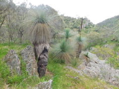Xanthorrhoea quadrangulata
