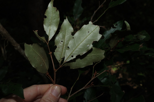 Image of Argyrodendron trifoliolatum by (c) Greg Tasney, some rights reserved (CC BY-SA)