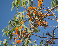 Eucalyptus miniata