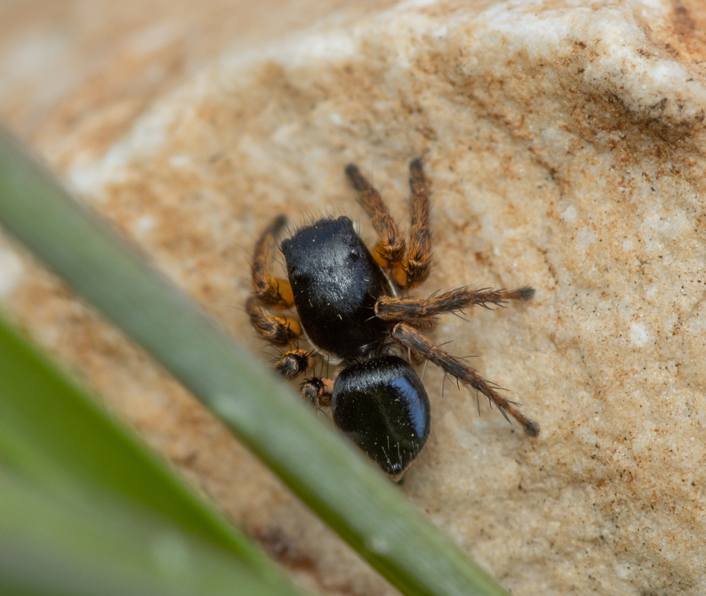 Aelurillus gershomi