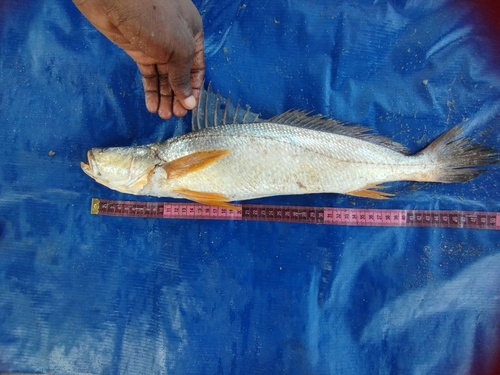 Longneck croaker (Pseudotolithus typus) — Sciaenidae