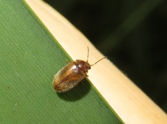 Contacyphon ochraceus