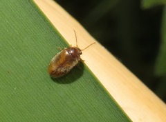 Contacyphon ochraceus