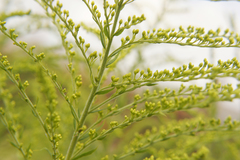 Solidago canadensis