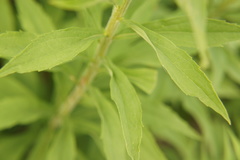 Solidago canadensis