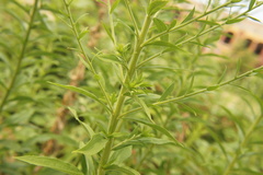 Solidago canadensis