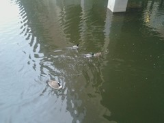 Branta canadensis
