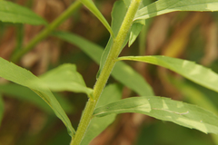 Solidago canadensis
