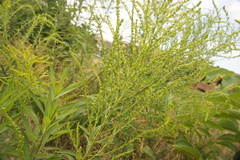 Solidago canadensis