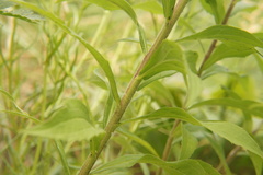 Solidago canadensis