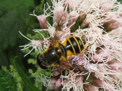 Eristalis horticola