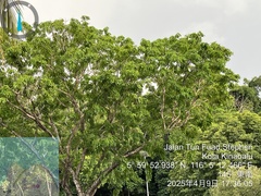 Pterocarpus indicus