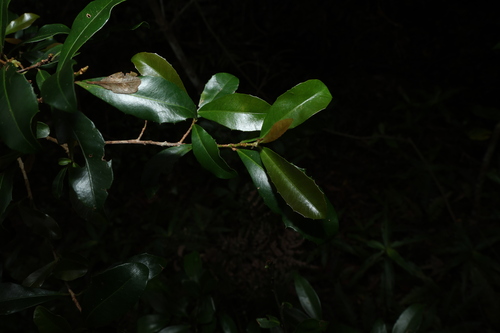 Image of Myrsine variabilis by (c) Greg Tasney, some rights reserved (CC BY-SA)