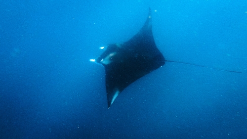 Reef manta ray