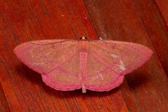 Eumelea rosalia