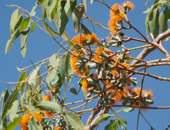 Eucalyptus miniata